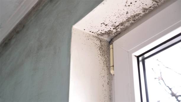 Best Mold Remediation for Specific Building Types in Henderson, NC