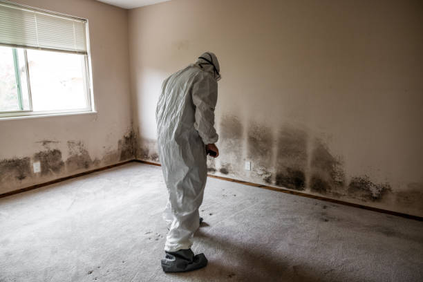 Best Health and Safety Mold Remediation in Henderson, NC