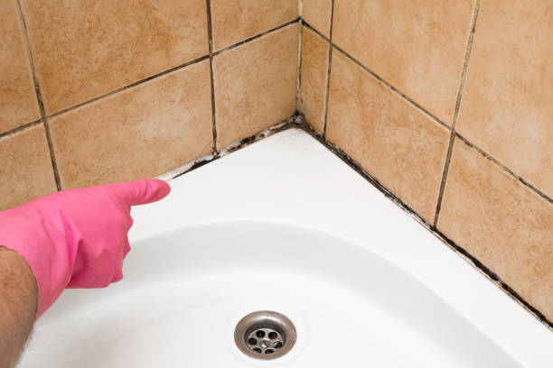 Best Industrial Mold Remediation in Henderson, NC